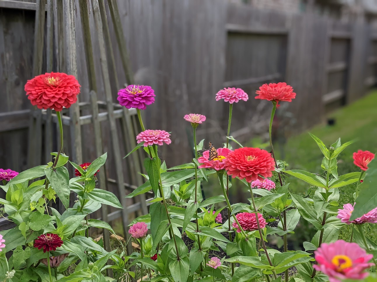 Florista Flower Farm Journal