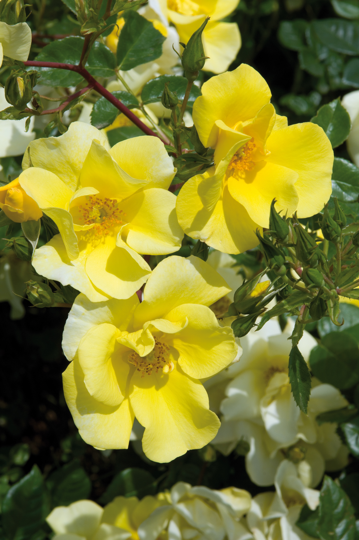 Limoncello