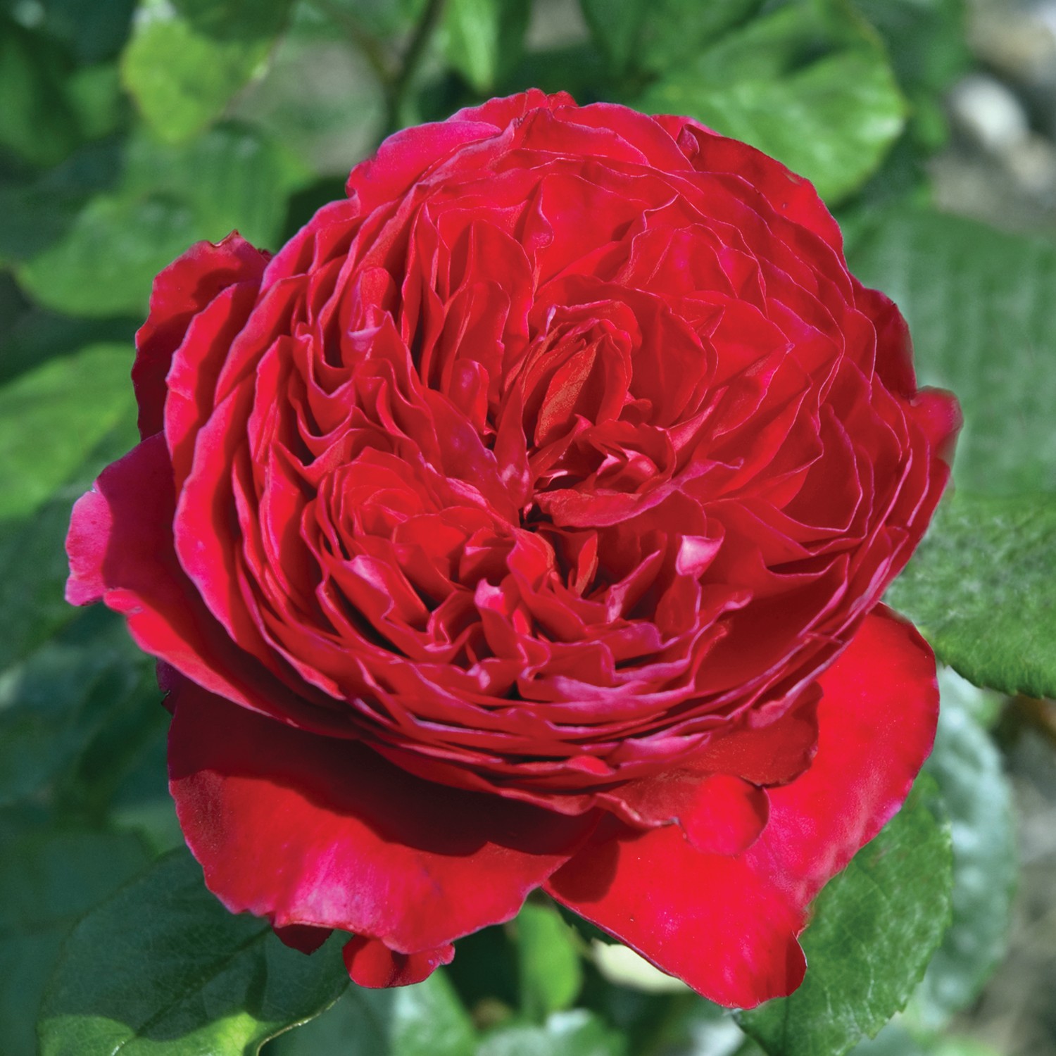 Rouge Royale