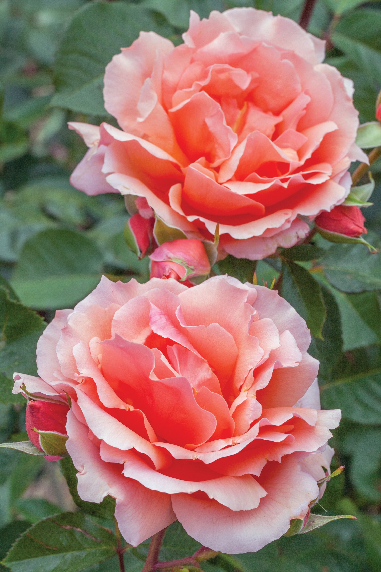 Apricot Candy