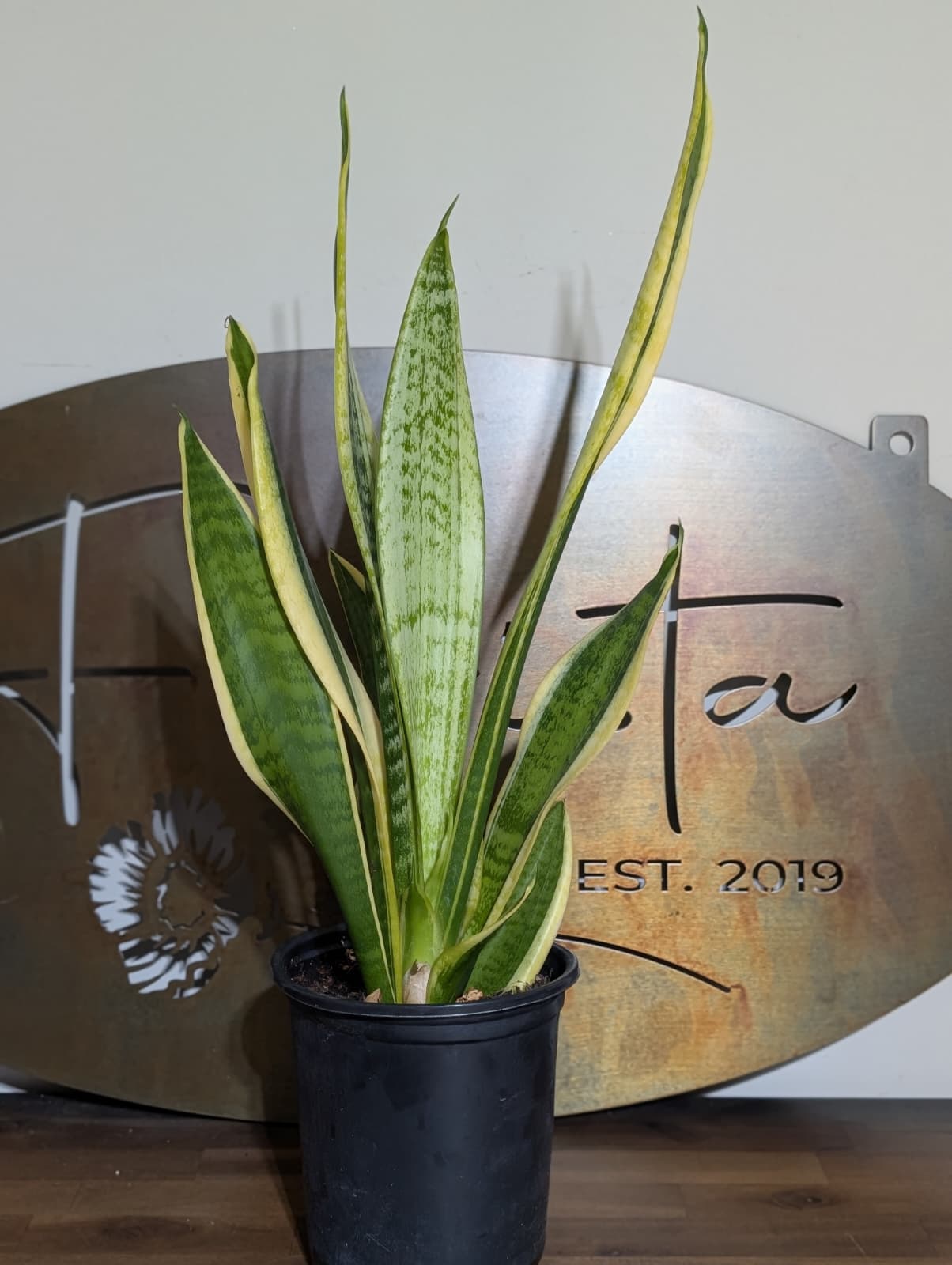 Snake Plant
